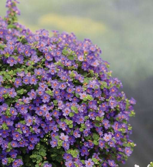 Bacopa (Sutera) 'Epic Blue' - Quality Cuttings