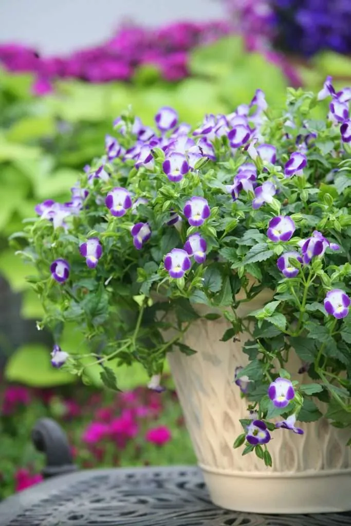 Torenia fournieri 'Summer Wave® Bouquet Blue' - Quality Cuttings