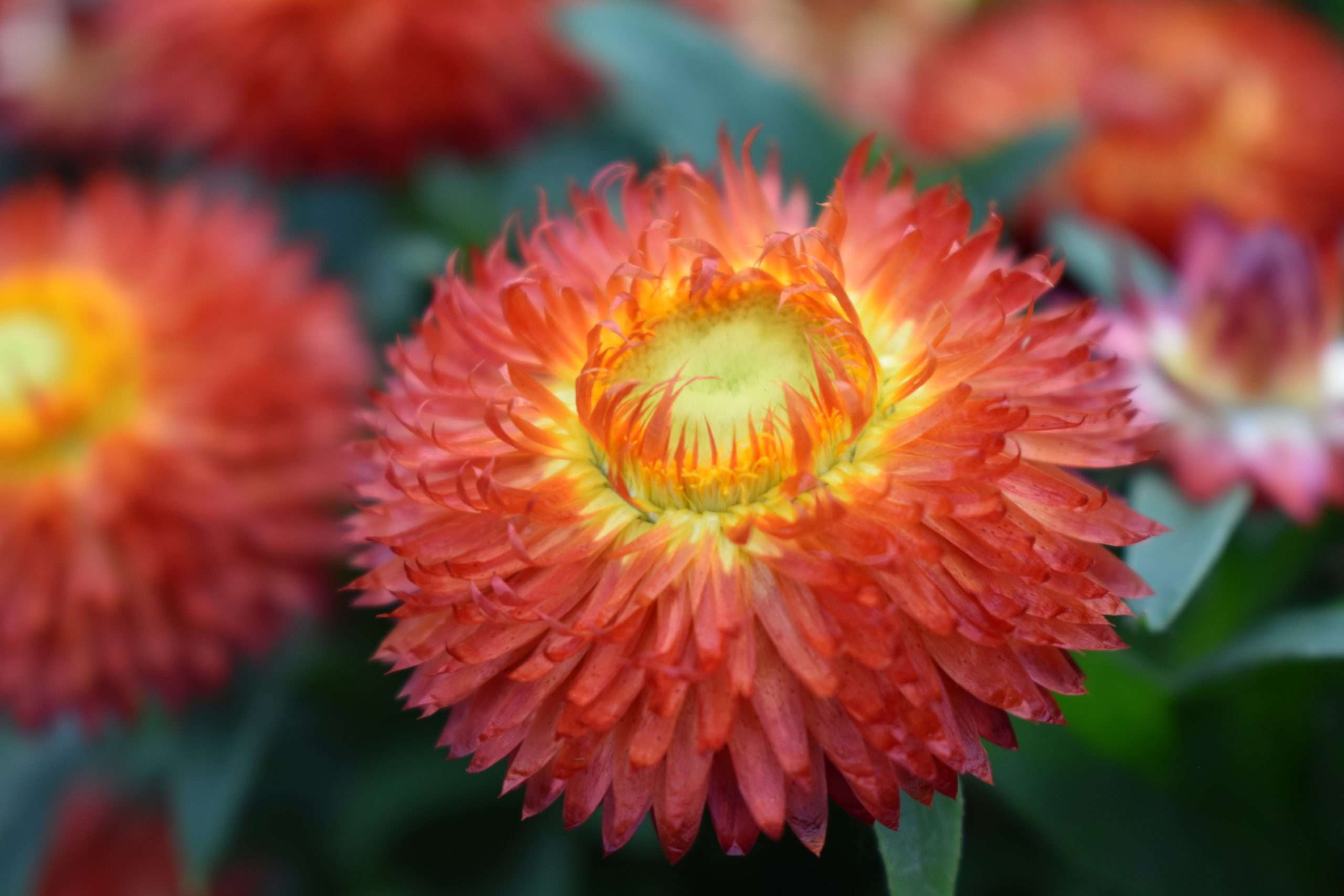 Bracteantha (Xerochrysum) 'Cottage™ Bronze IMP