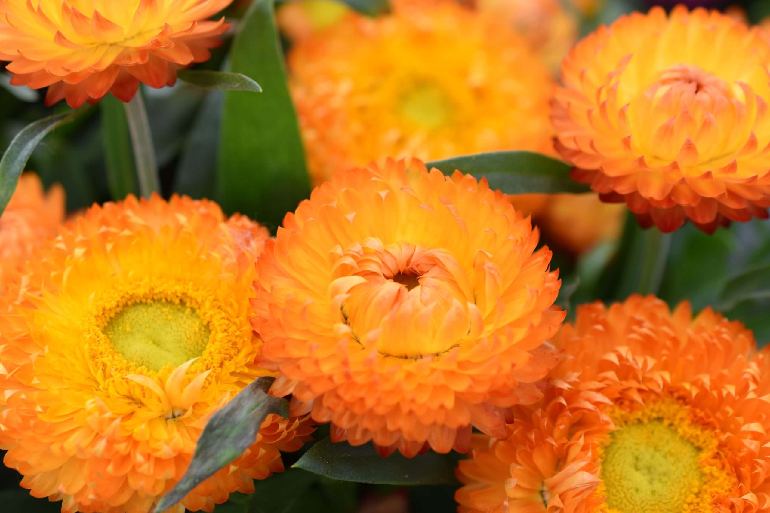 Bracteantha (Xerochrysum) 'Cottage™ Toffee