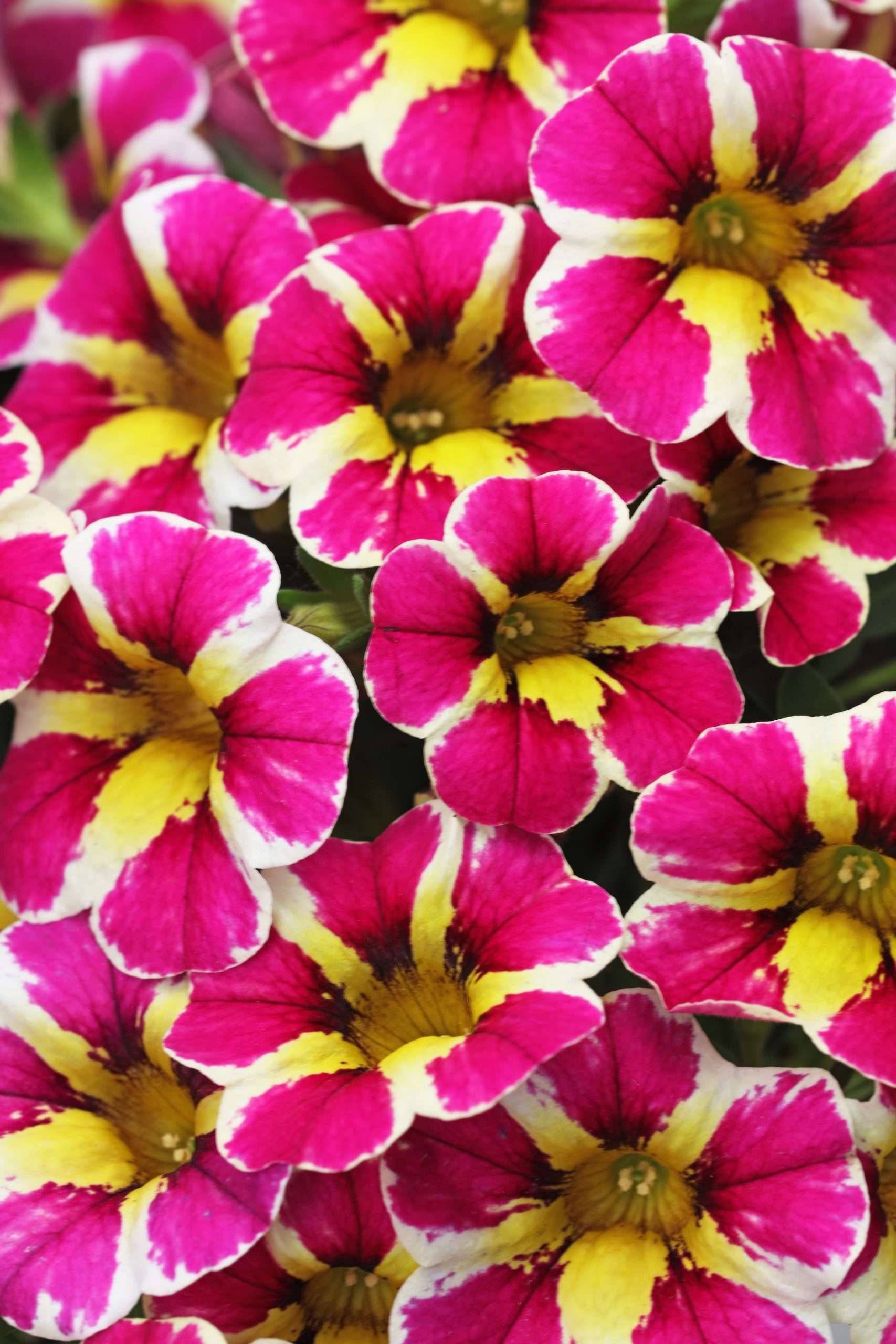 Calibrachoa Candy Shop™ Fancy Berry