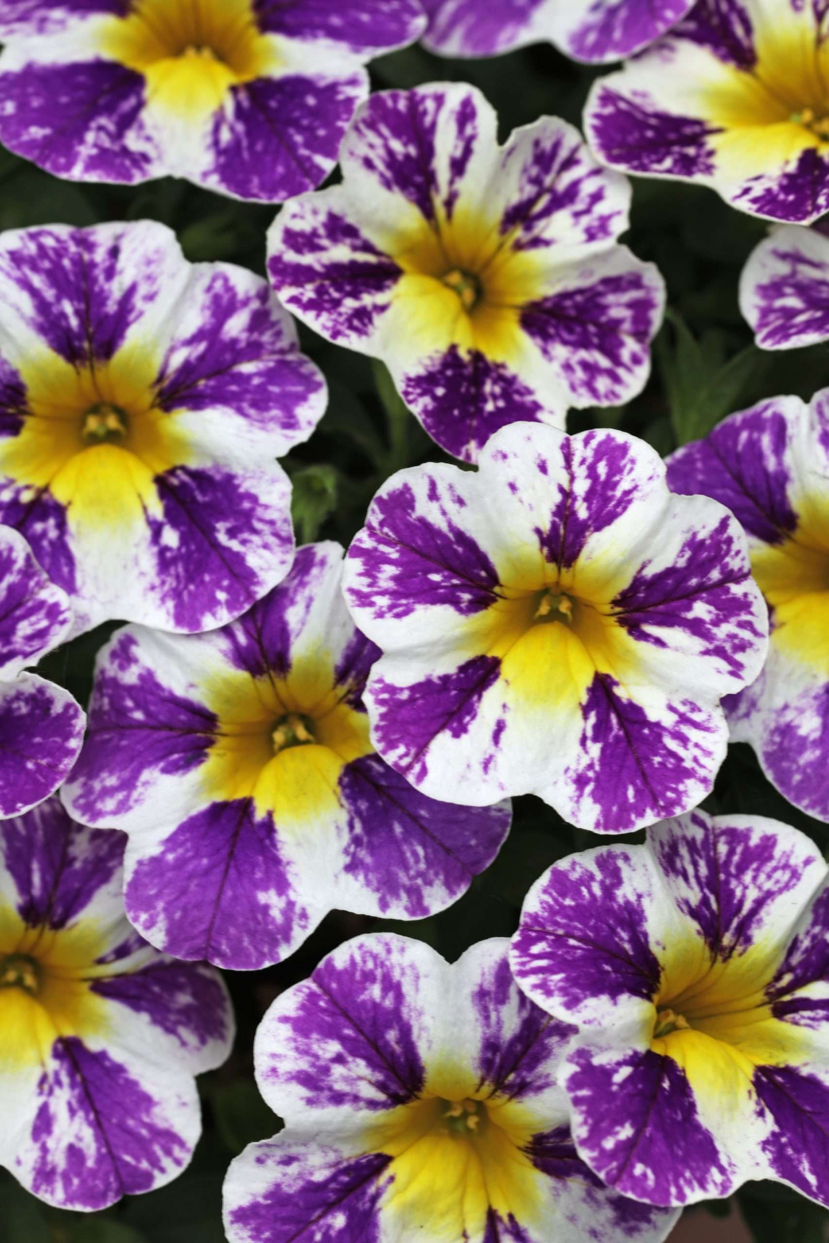 Calibrachoa Candy Shop™ Grape Splash