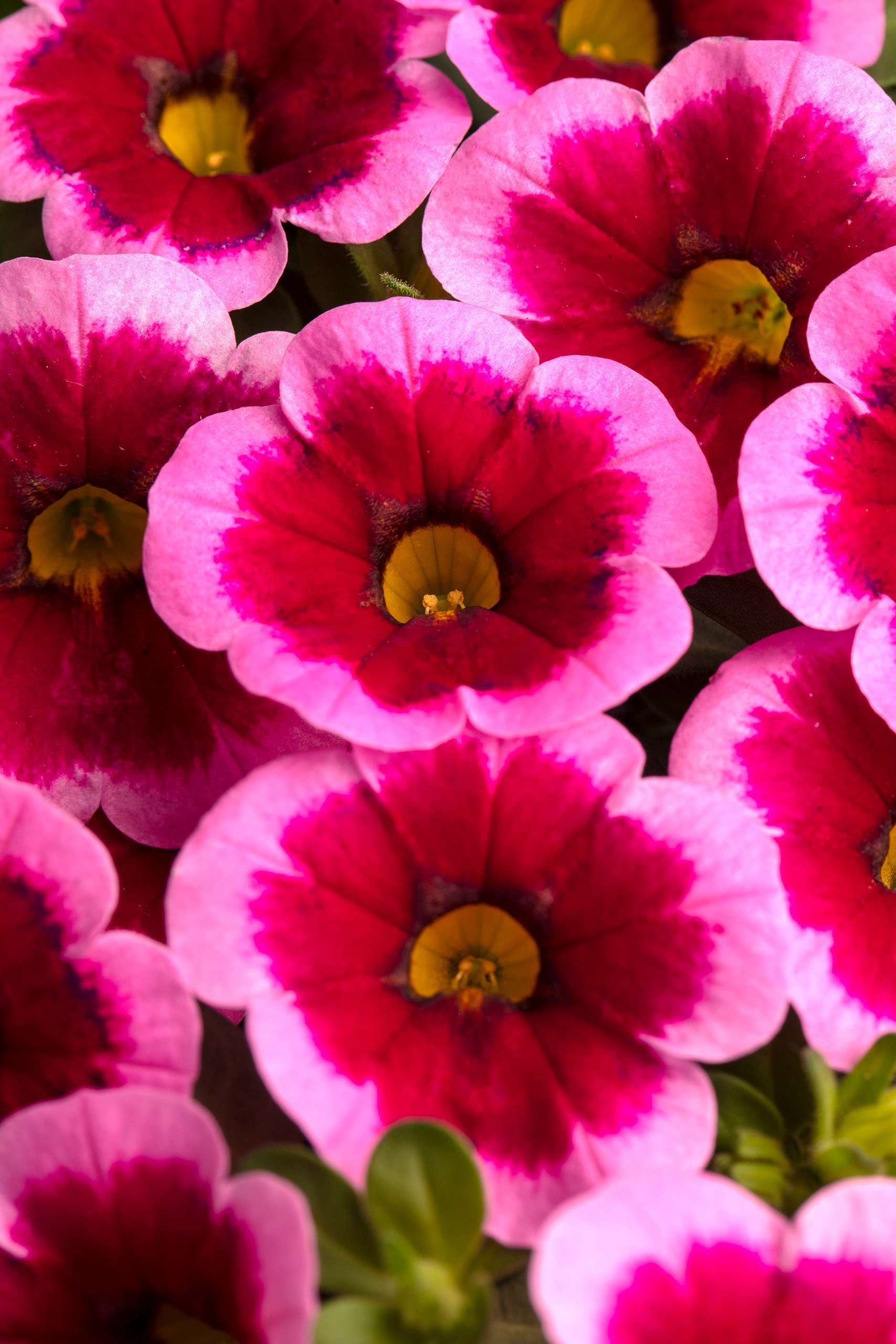 Calibrachoa Caliloco 'Frankenberry'
