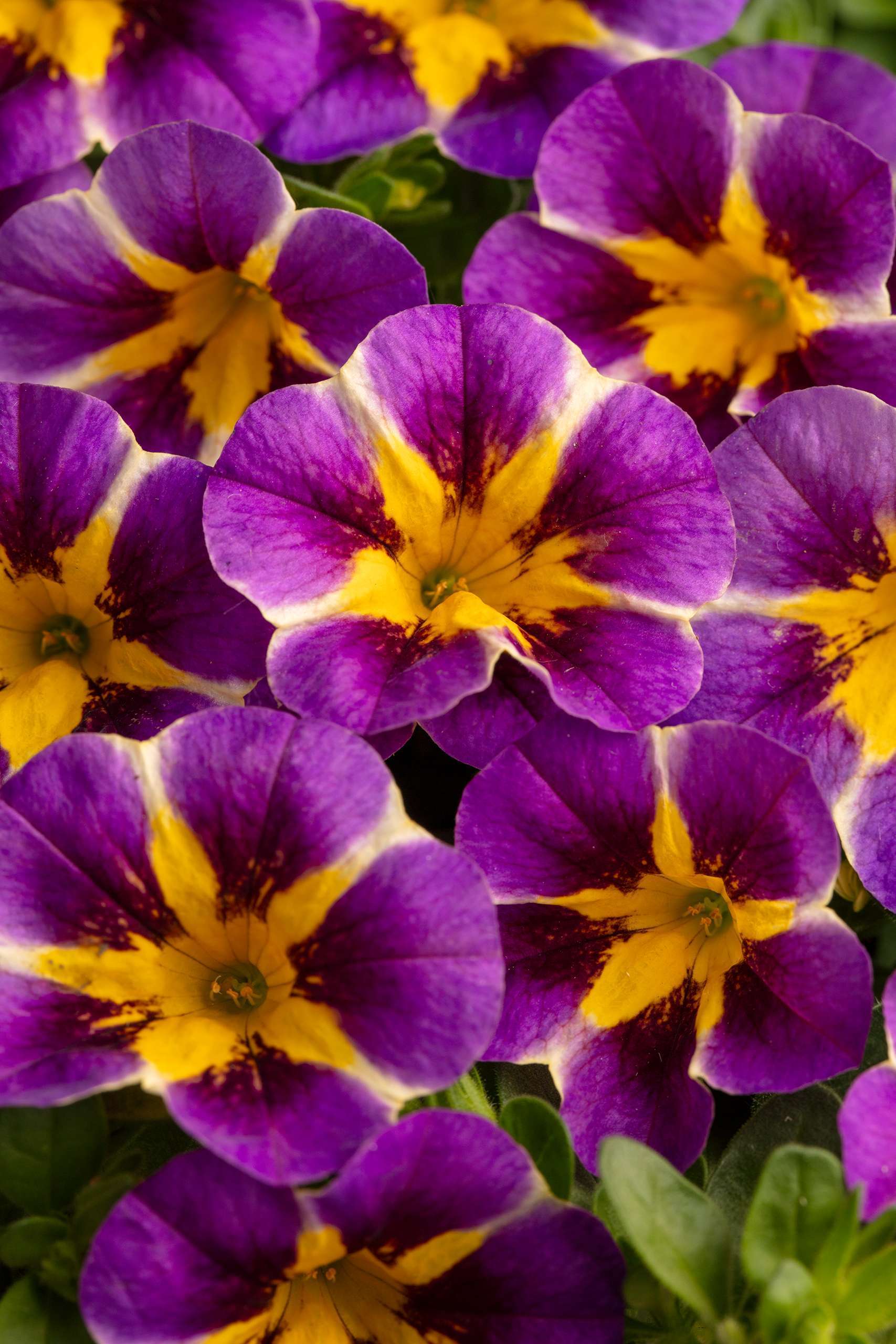 Calibrachoa Caliloco 'Plum Trouble'