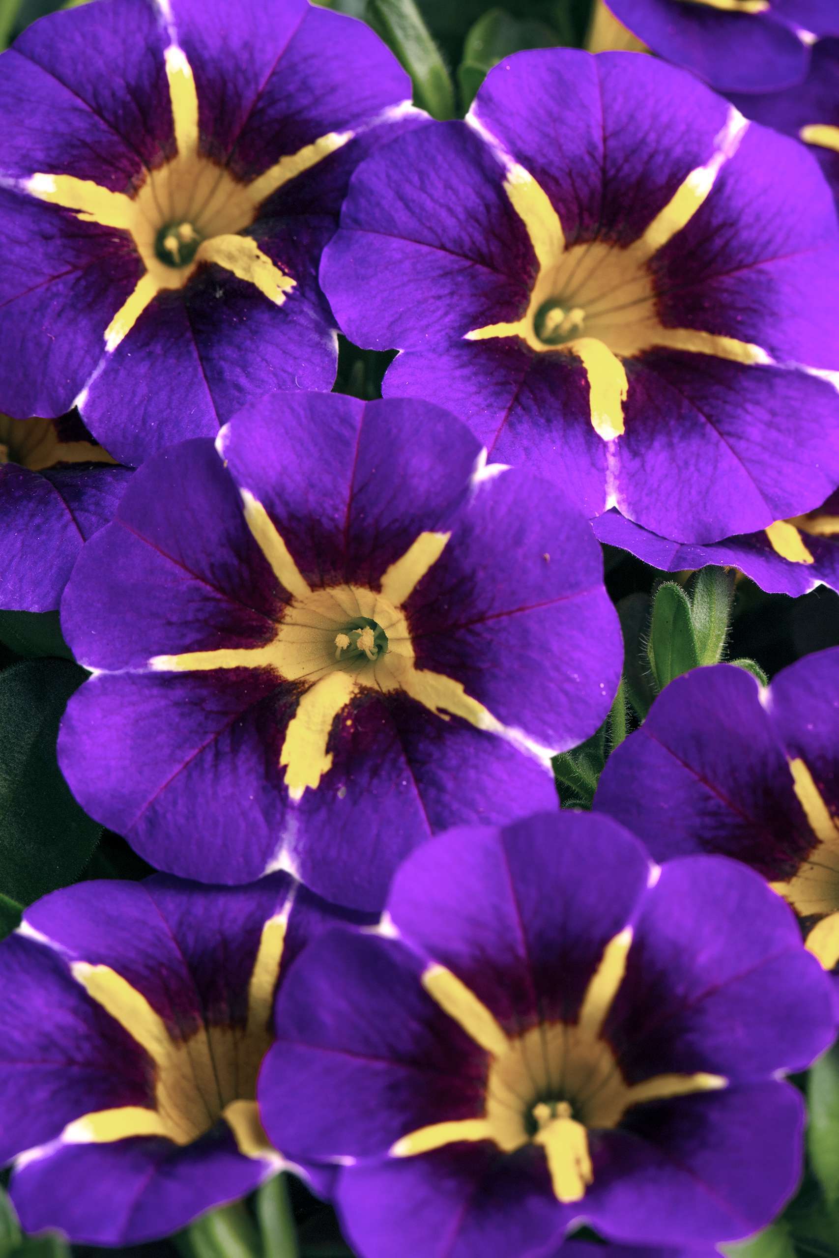 Calibrachoa Caliloco 'Starfire Blue'