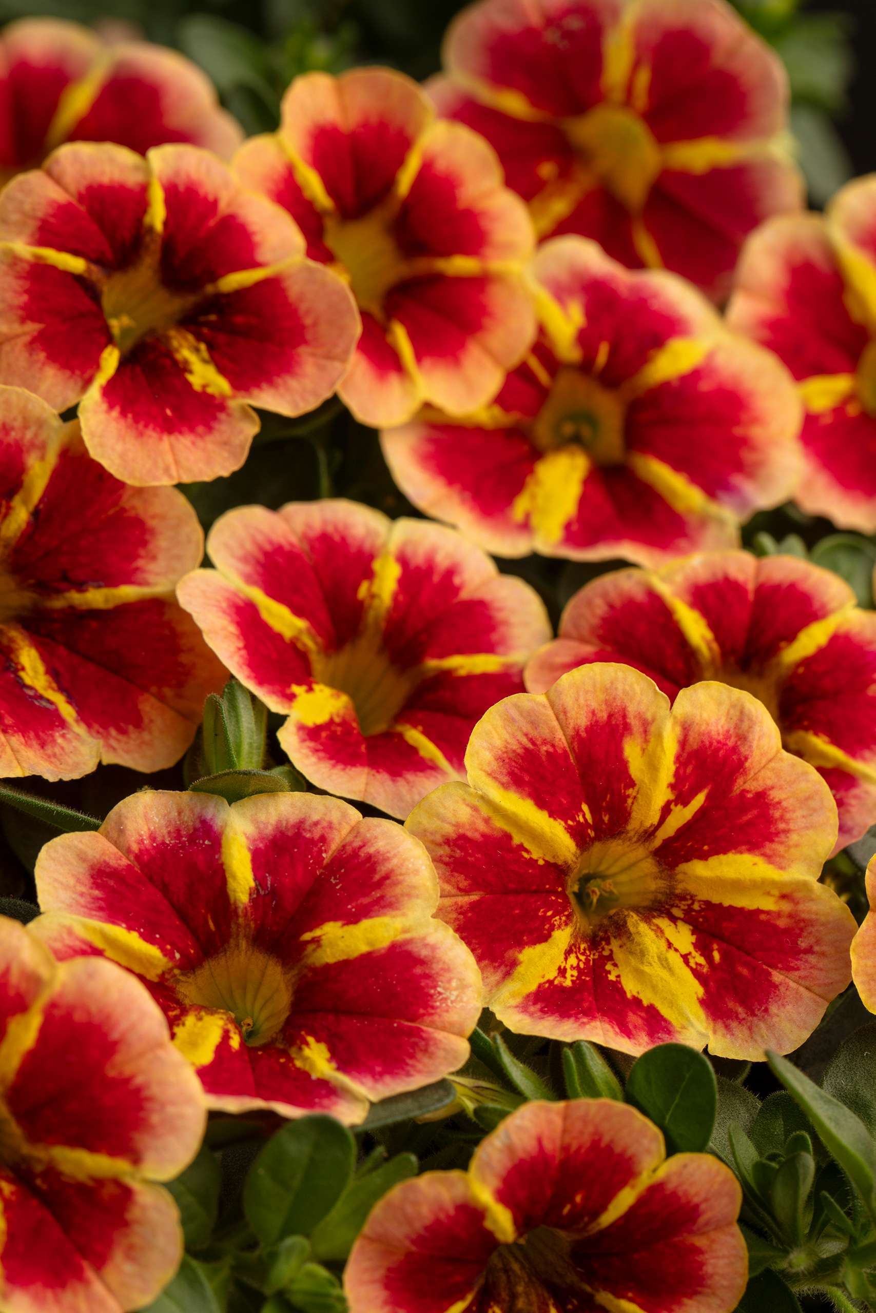 Calibrachoa Caliloco 'Starfire Orange'