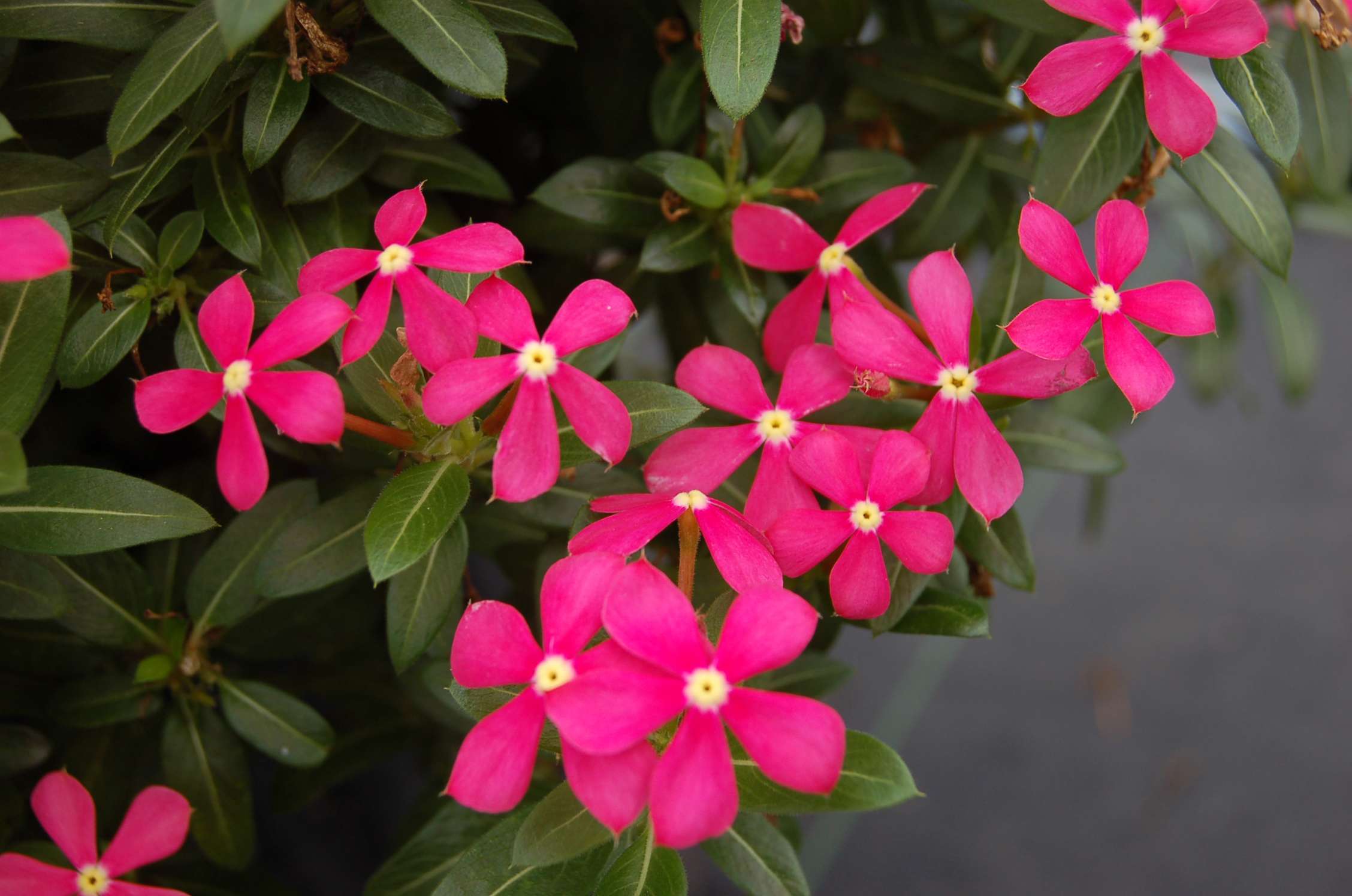 Vinca SOIREE® KAWAII Coral