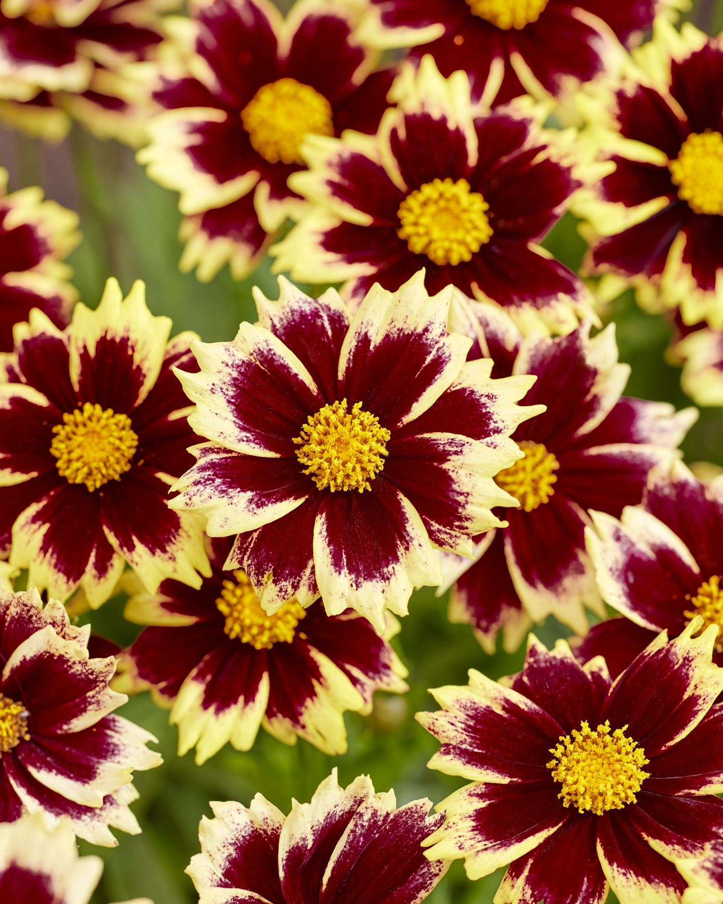 Coreopsis grandiflora Solar Fancy