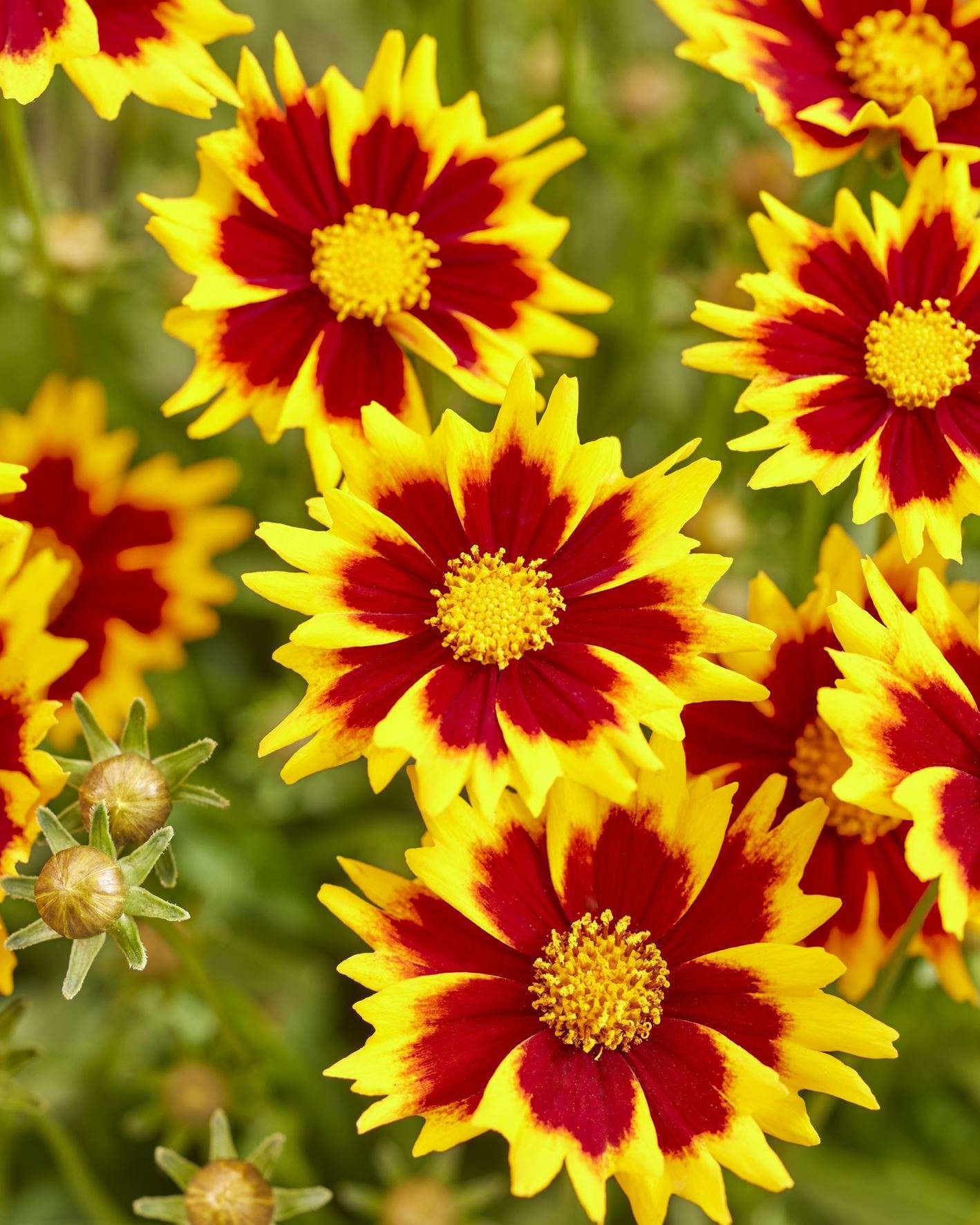 Coreopsis grandiflora Solar Jewel