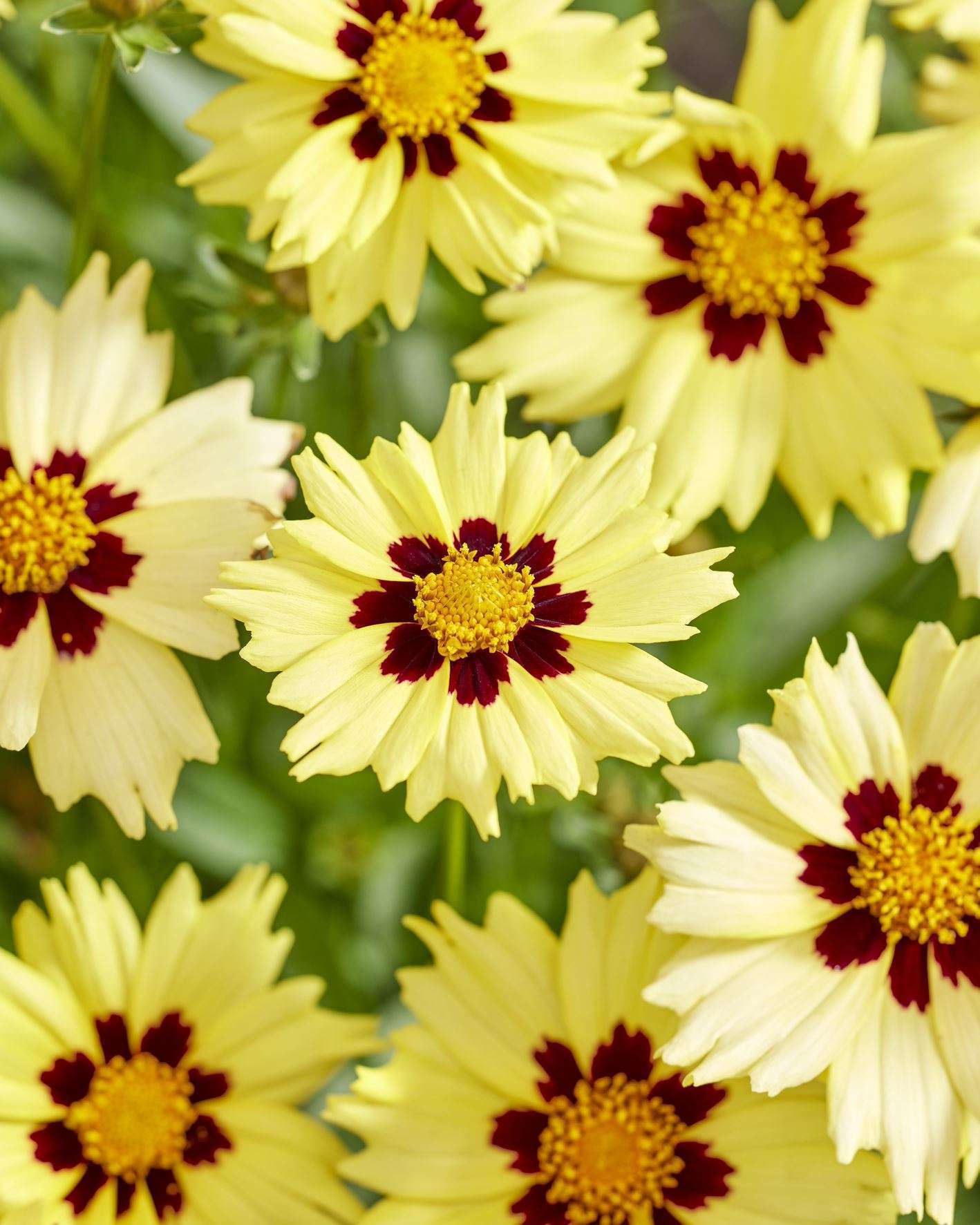 Coreopsis Grandiflora Solar Moon