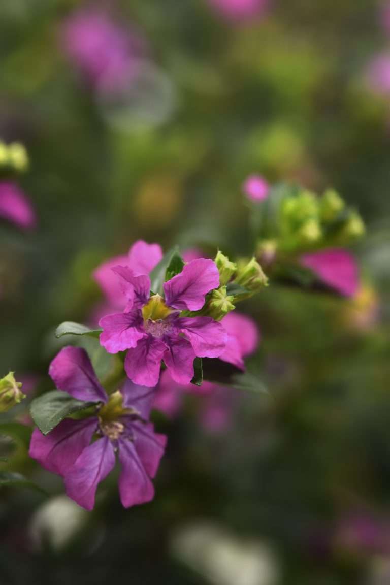 Cuphea hybrid FloriGlory 'Selena'