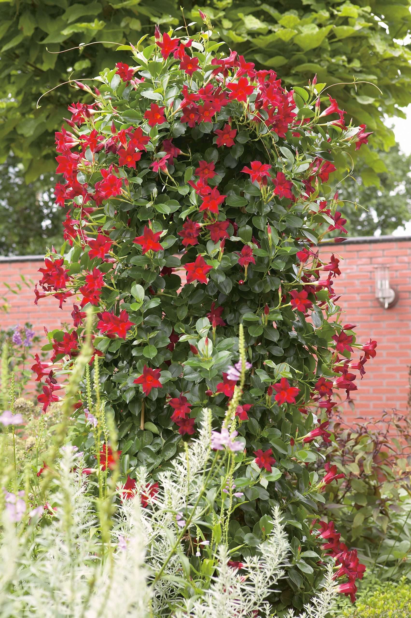 Mandevilla hybrid SUN PARASOL® ORIGINAL Dark Red (PP19672) Callus