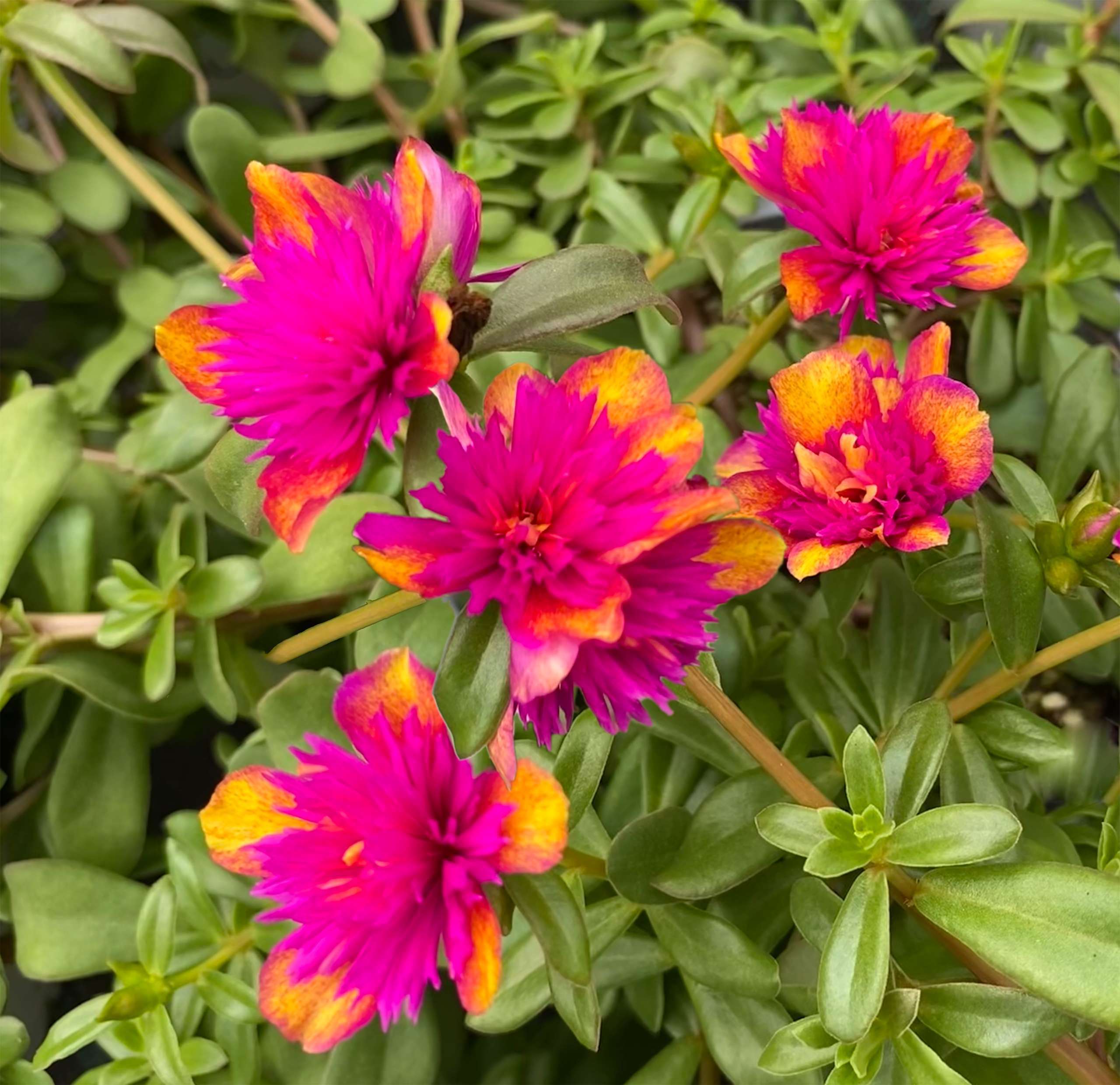 Portulaca oleracea 'SeaGlass Double Dragonfruit'