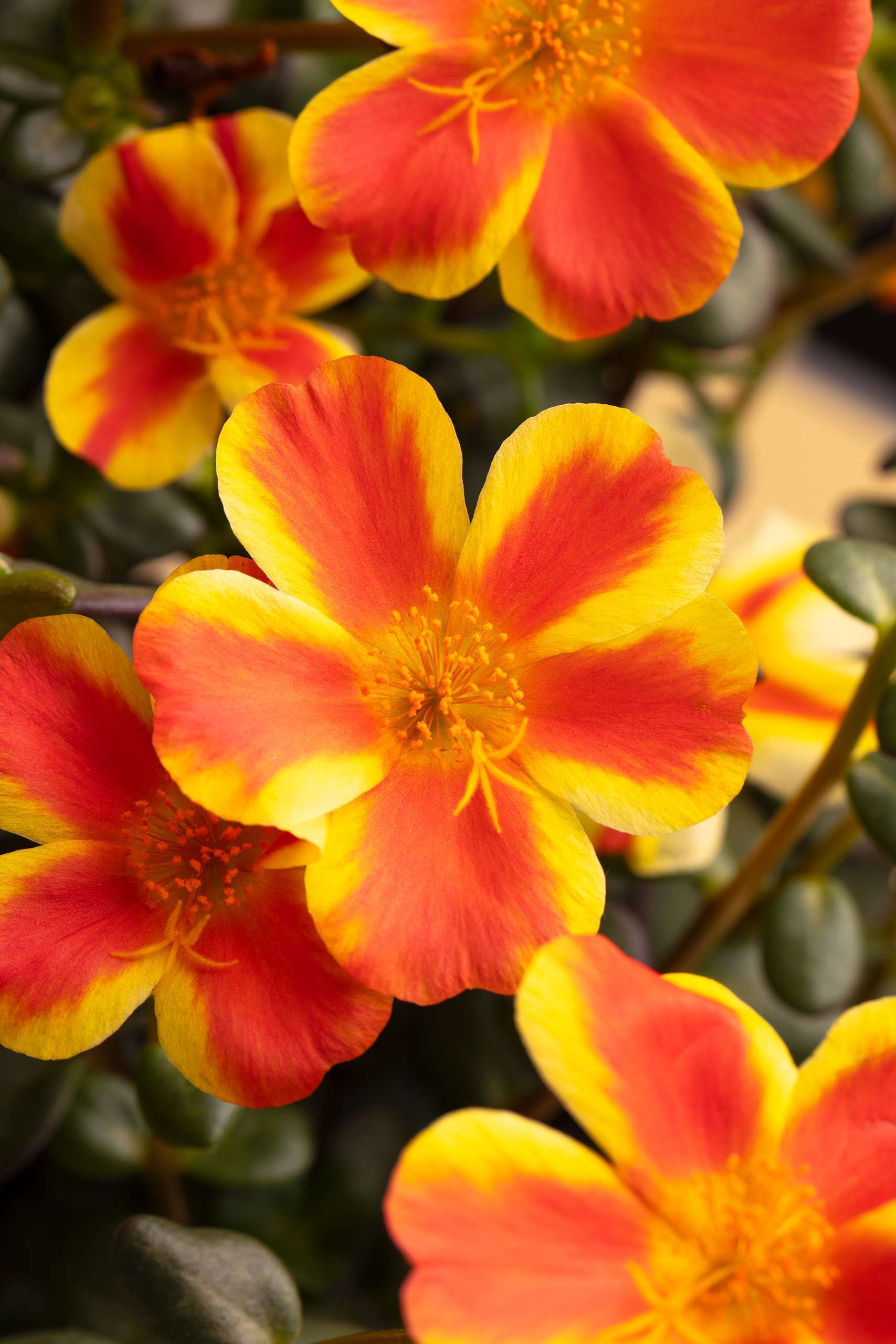 Portulaca 'Seaglass Orange Shandy'