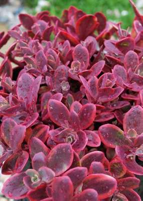 Sedum Sunsparkler® Wildfire (PP28,621) - Quality Cuttings