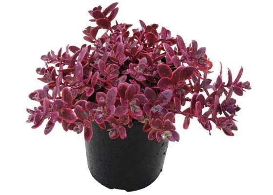 Sedum Sunsparkler® Wildfire (PP28,621) - Quality Cuttings