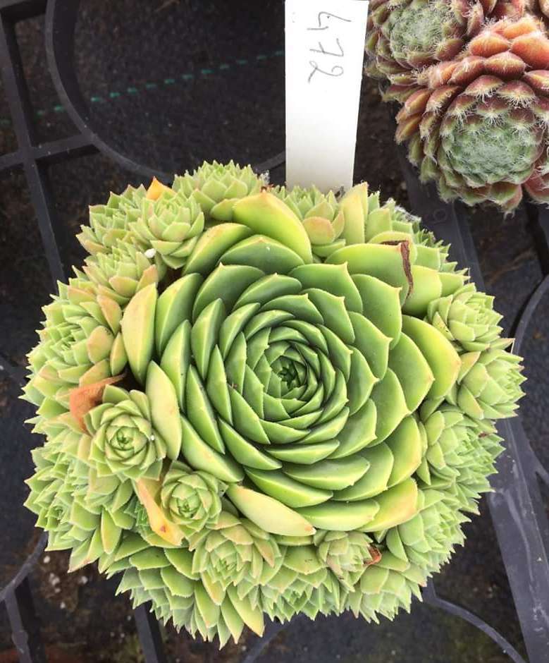 Sempervivum Colorockz™ Ruby Lime