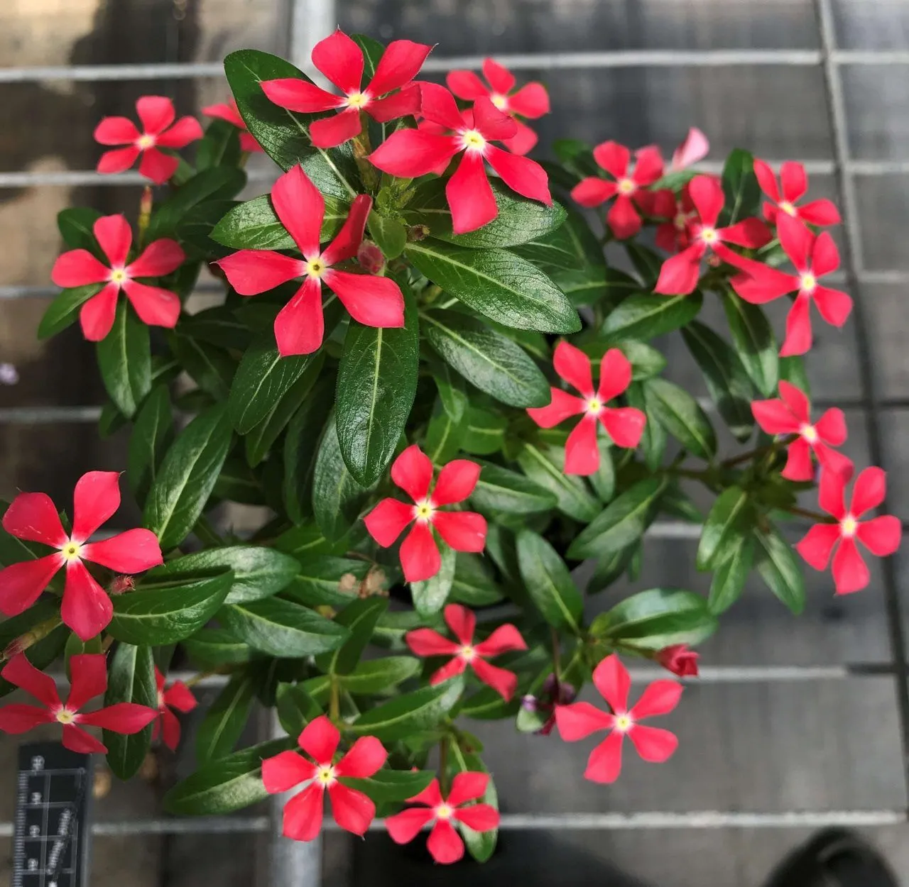 Vinca SOIREE® KAWAII Paprika Red - Quality Cuttings