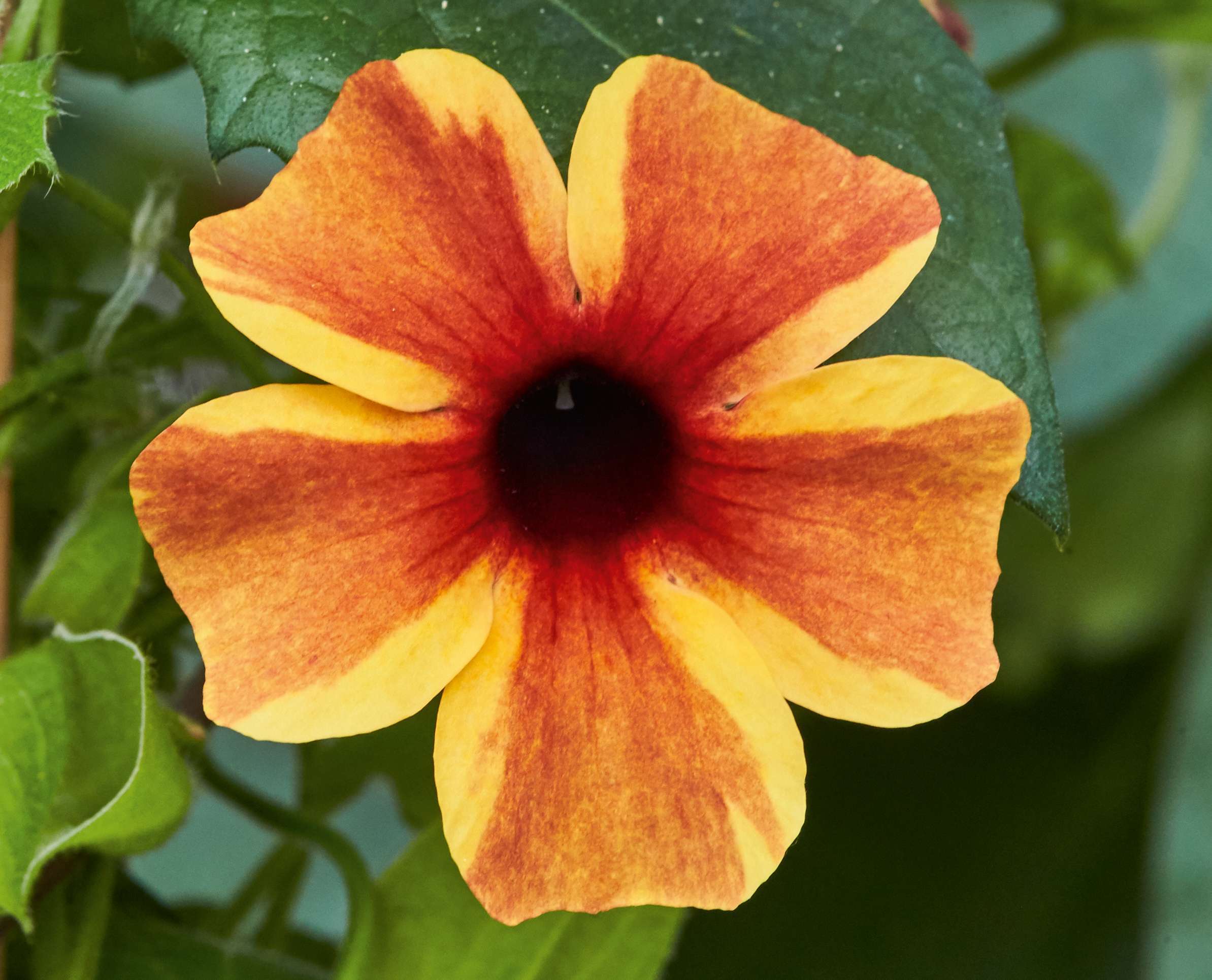 Thunbergia alata Sunny Susy® Amber Stripes