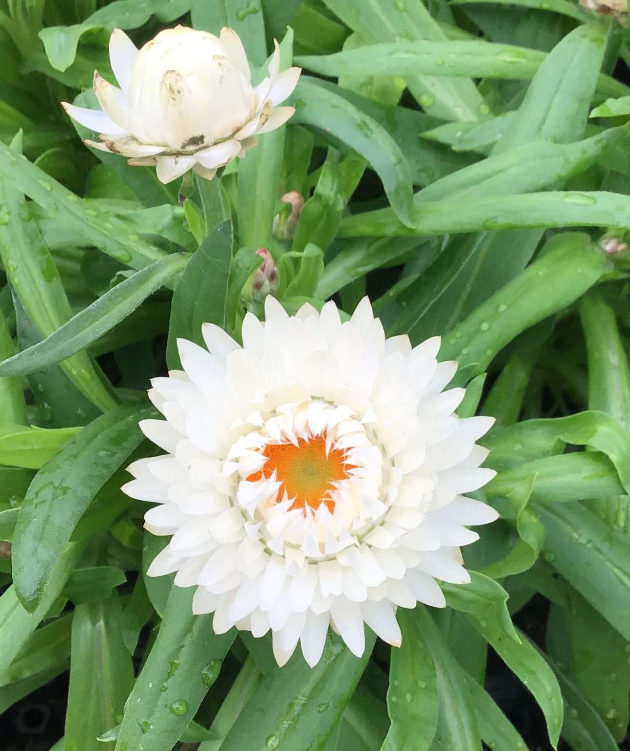 Bracteantha (Xerochrysum) GRANVIA White - Quality Cuttings