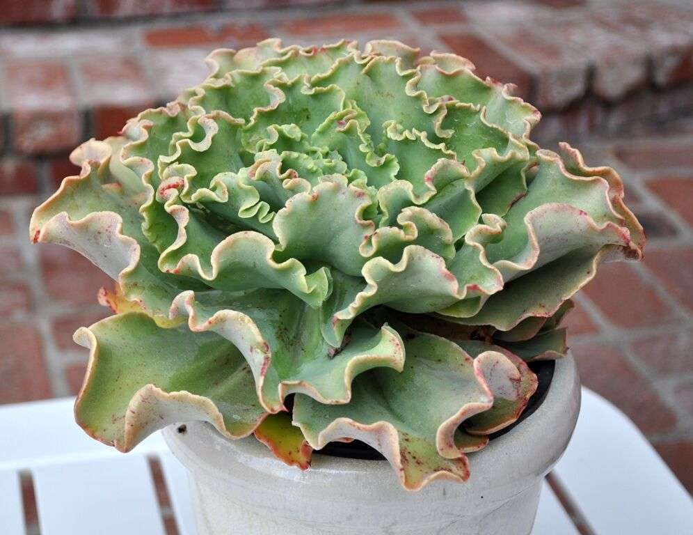 Echeveria Gibbiflora Coral Reef® Aqua