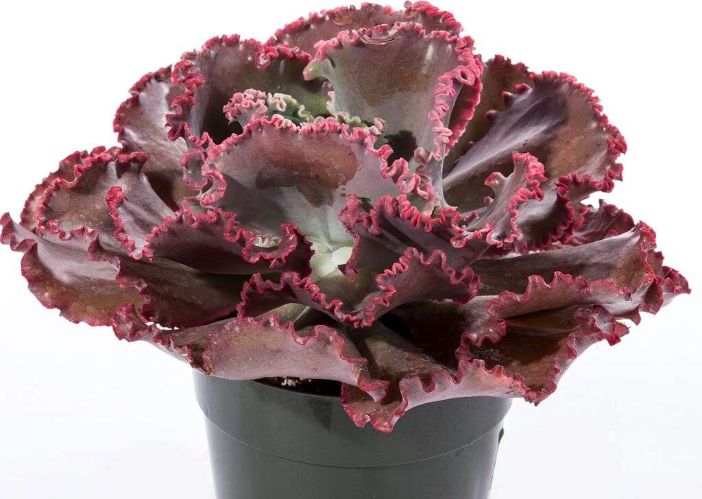 Echeveria Gibbiflora Coral Reef® Red