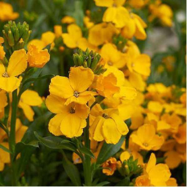 Erysimum 'Glow Coral'