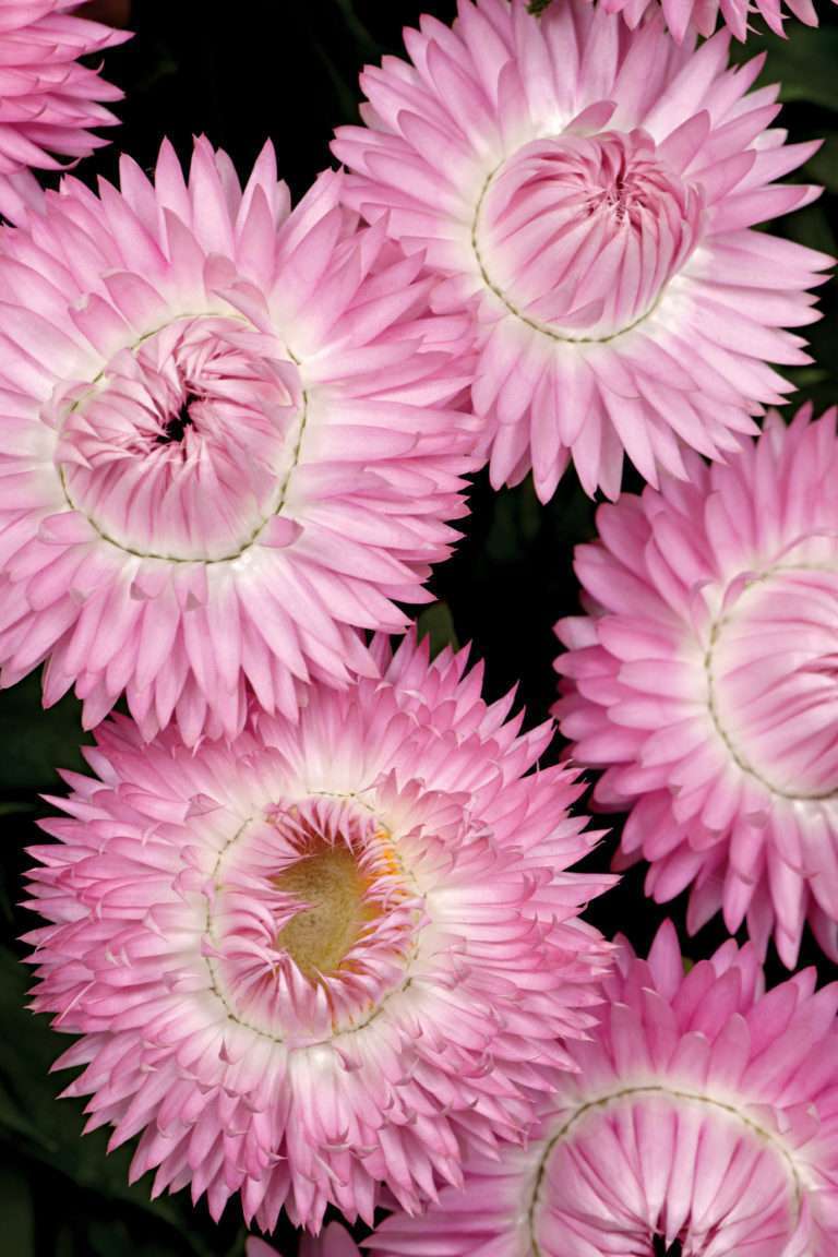 Bracteantha (Xerochrysum) 'Cottage™ Pink'
