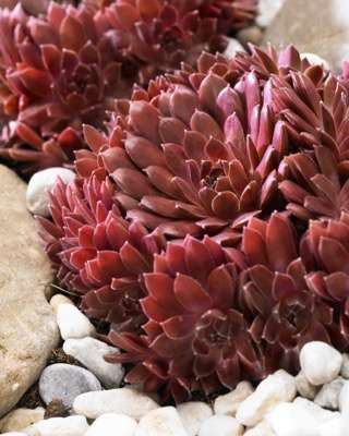 Sempervivum Colorockz Coral Red (‘Belsemred1’PBR)