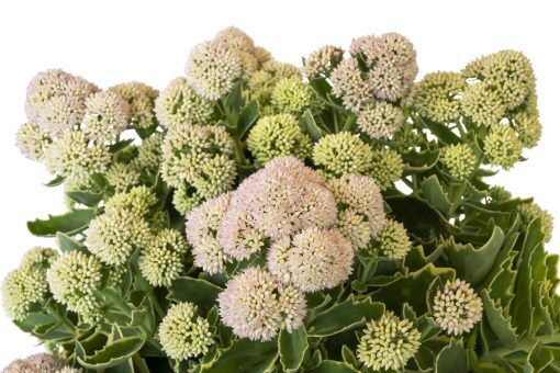 Sedum Jaws