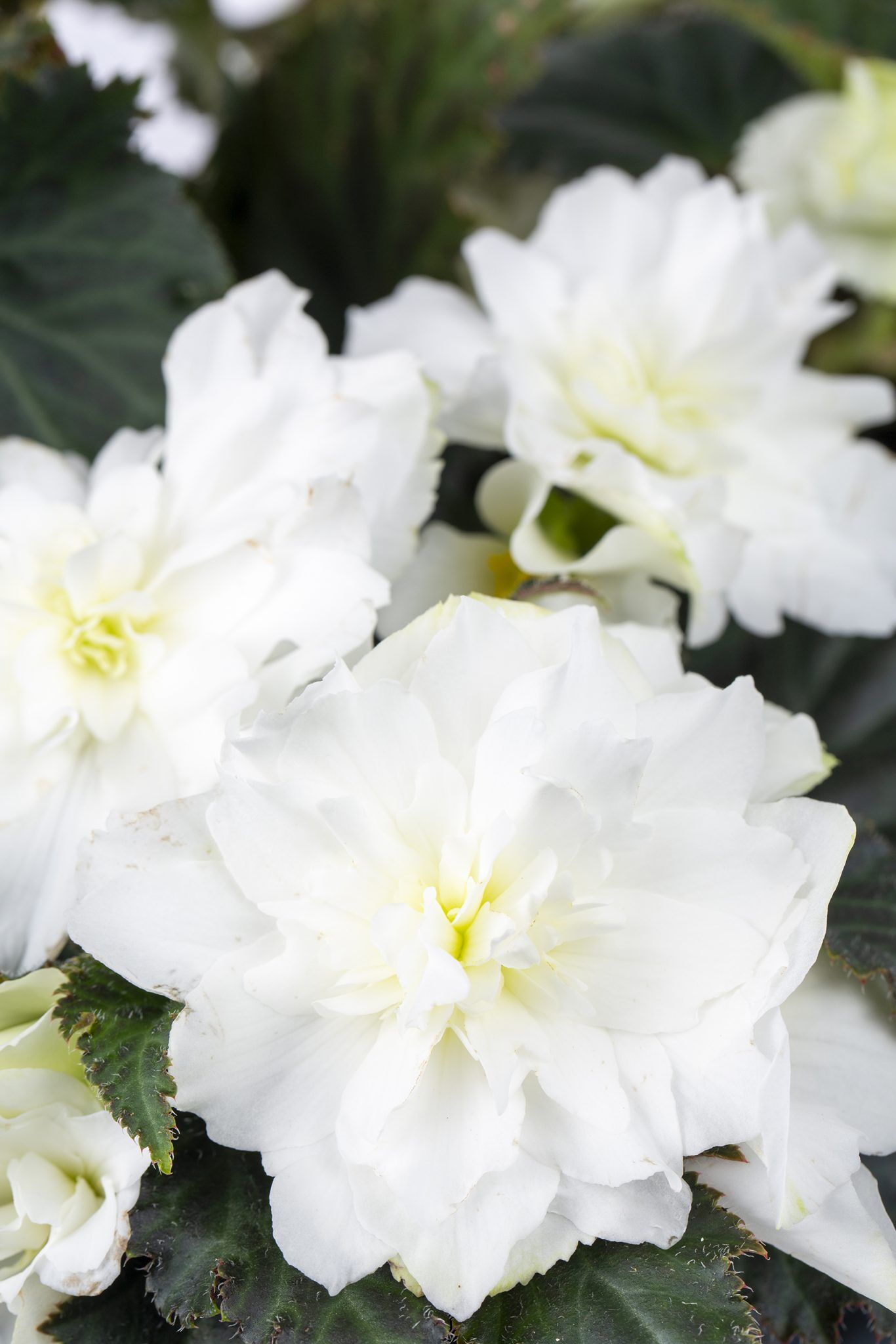 Begonia Beaugonia® Creme Fraiche