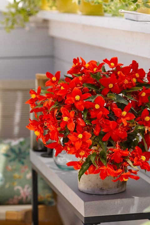 Begonia Shine Bright® Espresso Orange