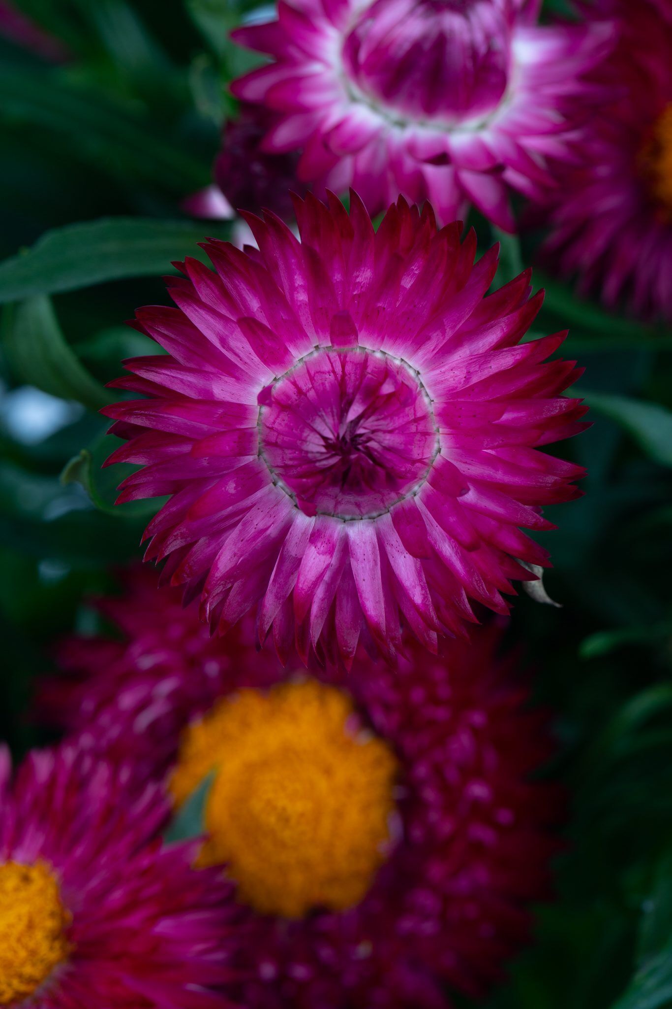 Xerochrysum bracteata 'Cottage™ Purple