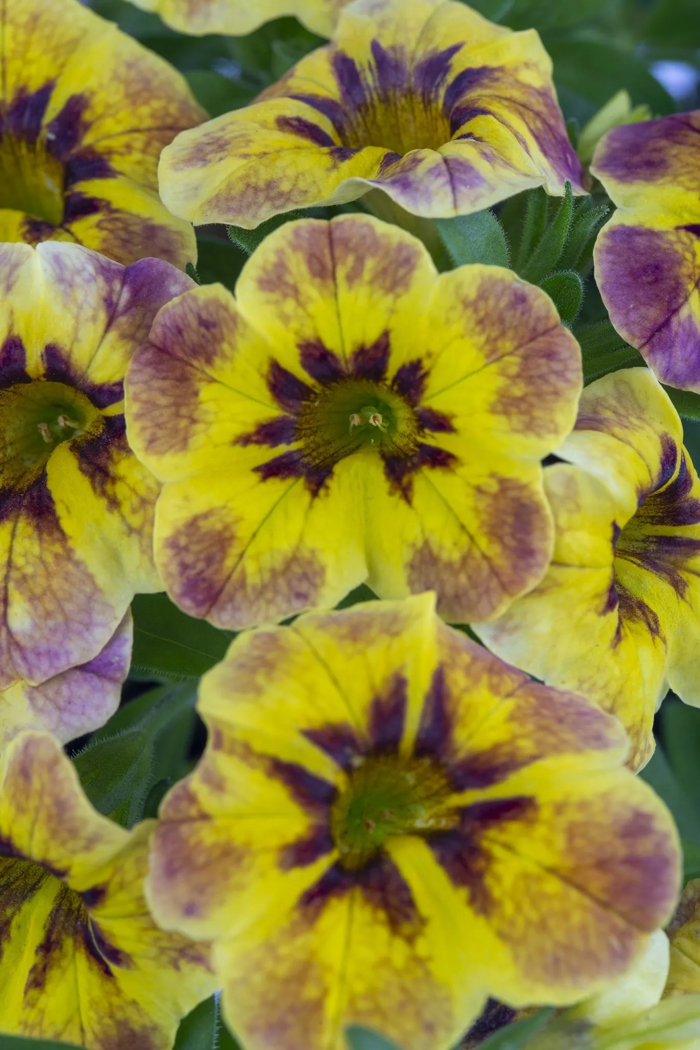 Calibrachoa Caliloco® Tiger