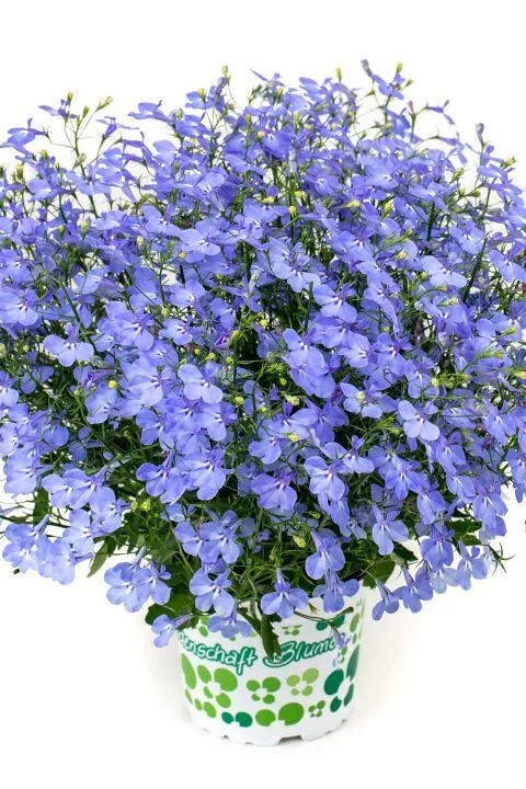Lobelia Hot+® Aqua