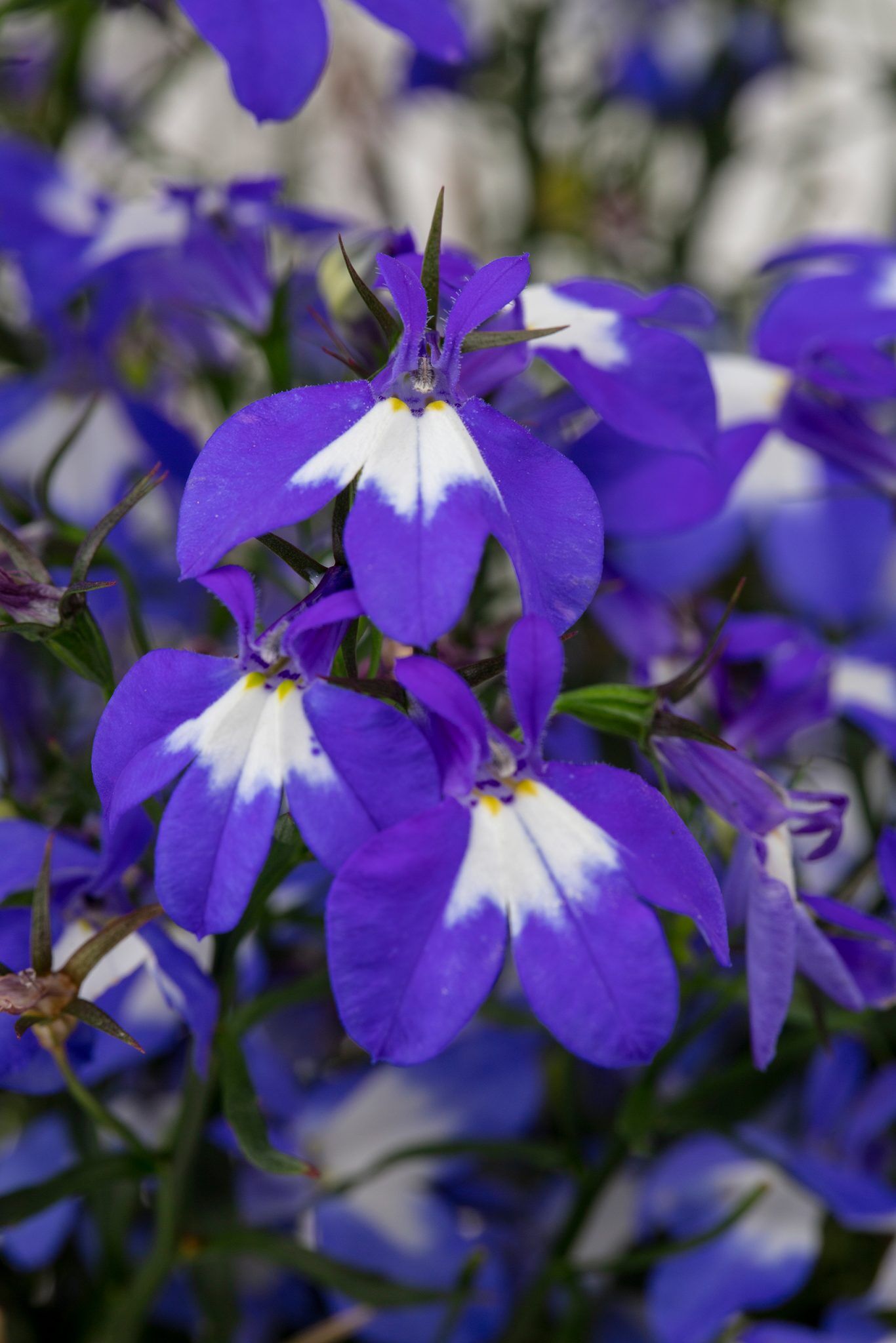 Lobelia Hot+® Blue with Eye