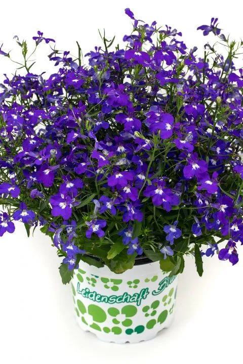 Lobelia Hot+® Dark Blue