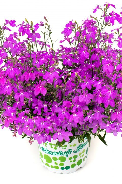Lobelia Hot+® Electric Purple