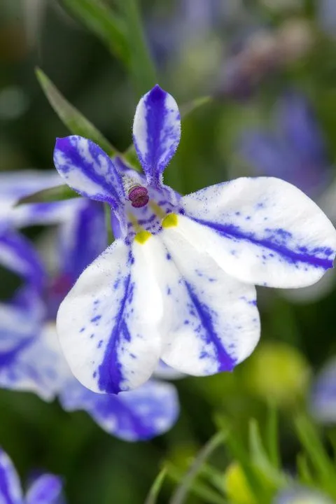 Lobelia Rift Blue