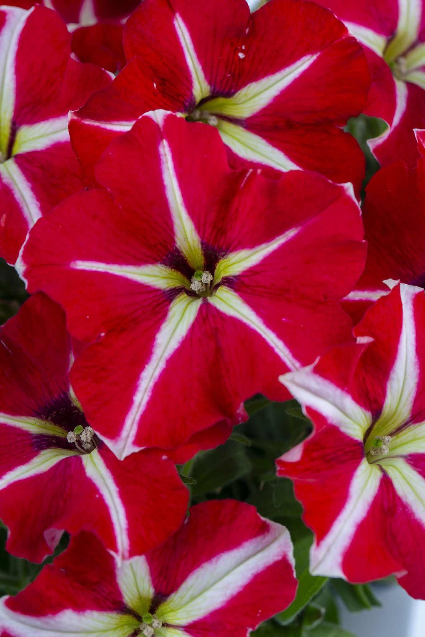 Petunia Crazytunia® Skookum Star