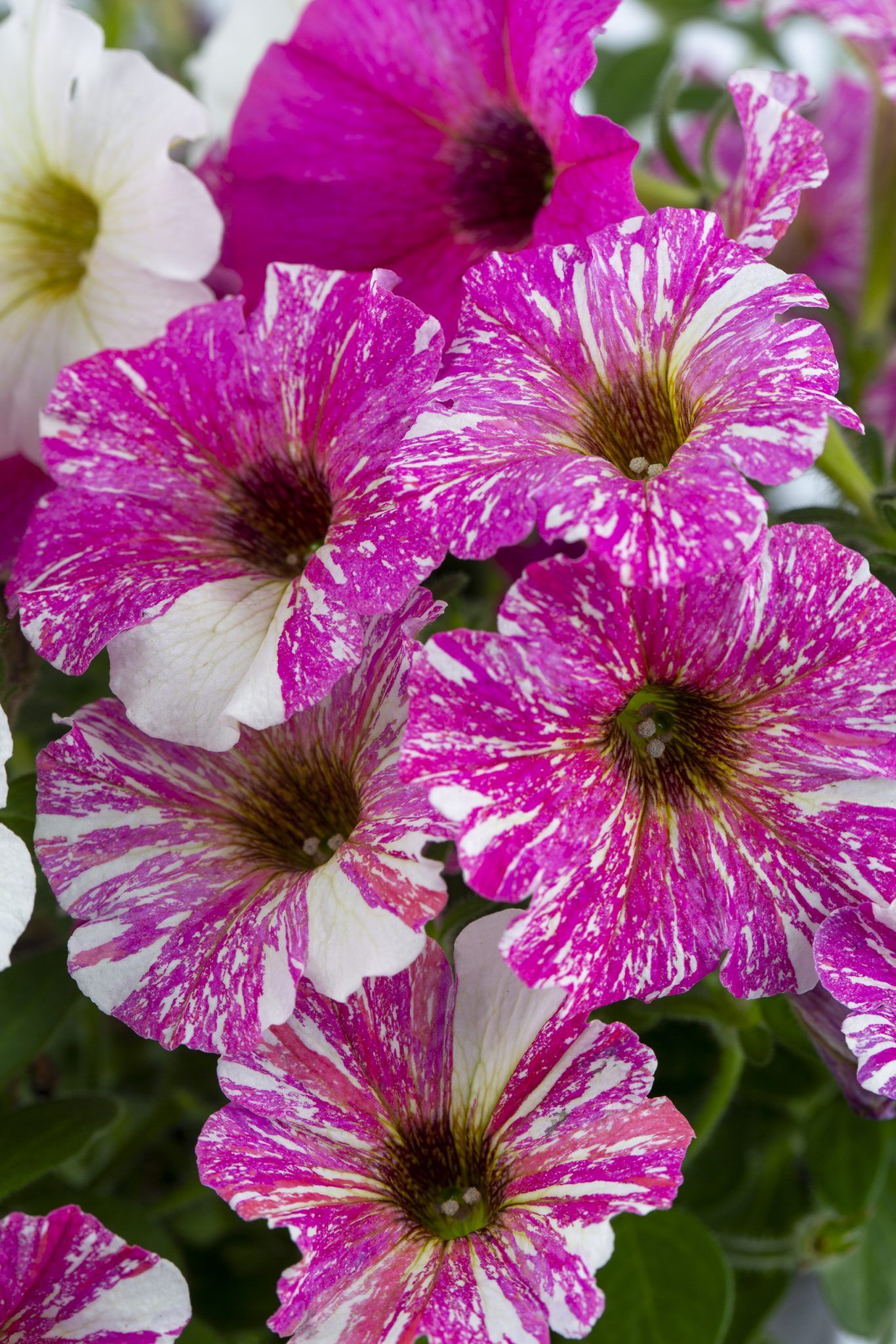 Petunia Crazytunia® Pink Zebra