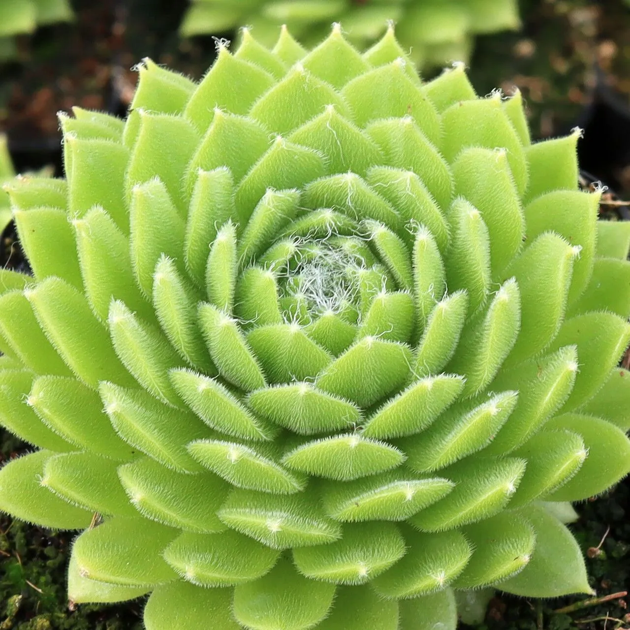 Sempervivum Colorockz® Lemon Flare ('Belsemgre2')
