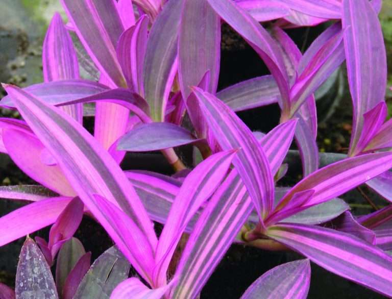 POWERS TO FLOWERS - CELOSIA GOMPHRENA, 2 PIANTE, VASO 12CM DIAMETRO Piante Vere