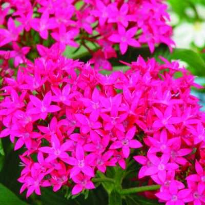 Pentas Compact Rose