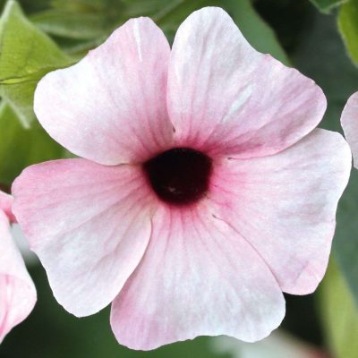 Thunbergia alata Sunny Susy® Pink Beauty