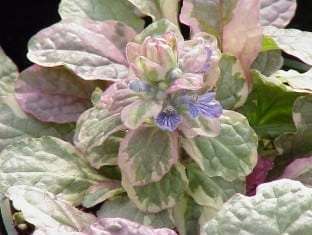 Ajuga reptans 'Burgundy Glow'