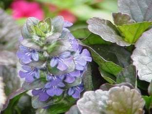 Ajuga reptans 'Catlin's Giant'