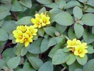 Lysimachia procumbens 'Golden Globes'