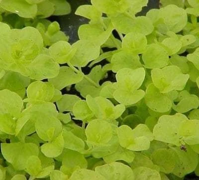 Lysimachia nummularia 'Goldi'