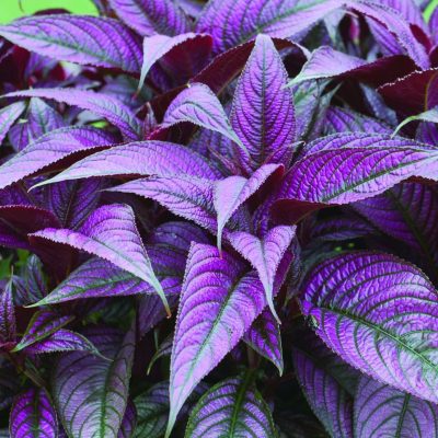 Strobilanthus Dyeranthus (Persian Shield)